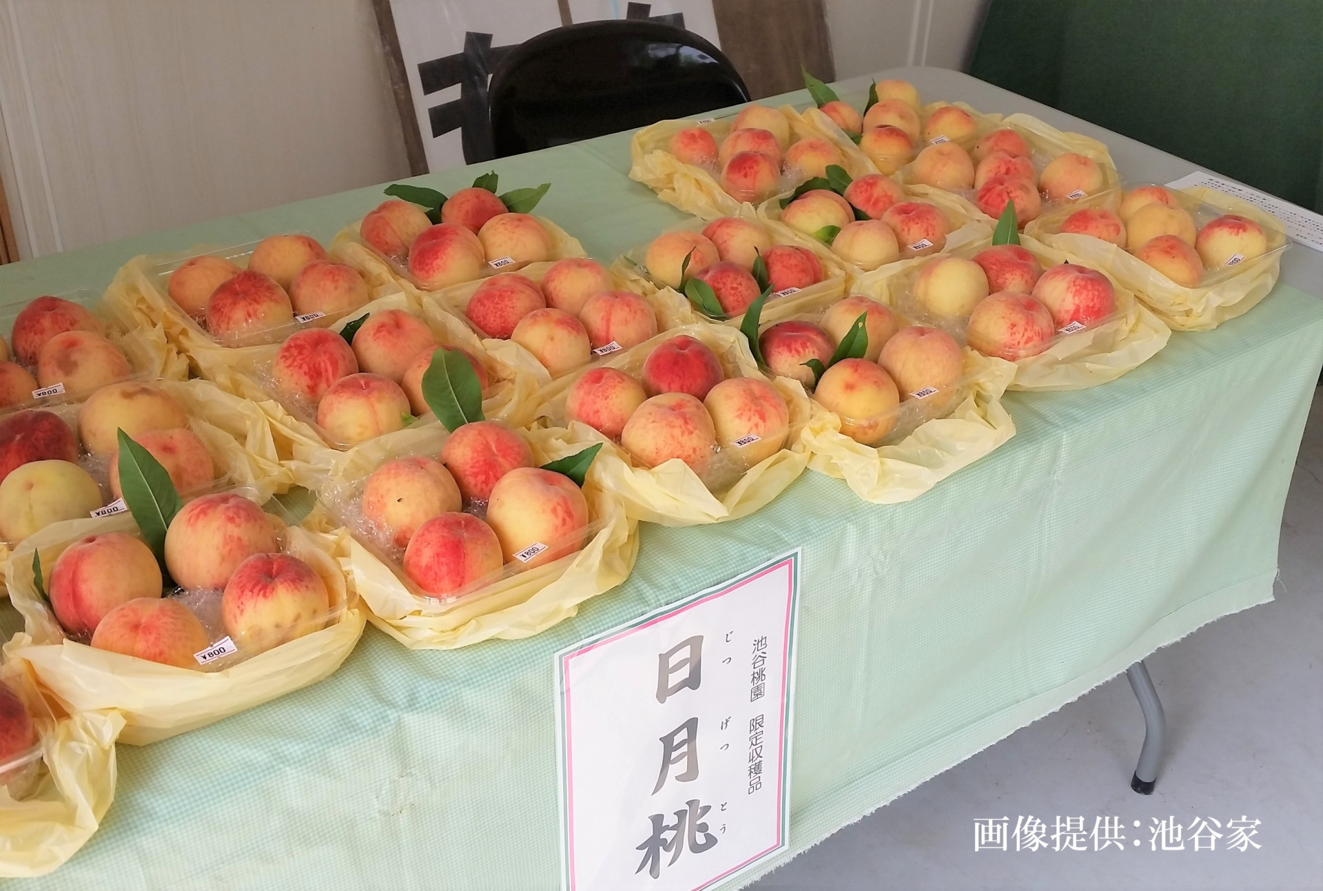 綱島の桃【食のコラム】